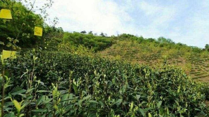 家庭菜园种植，这些注意事项你了解吗？**
