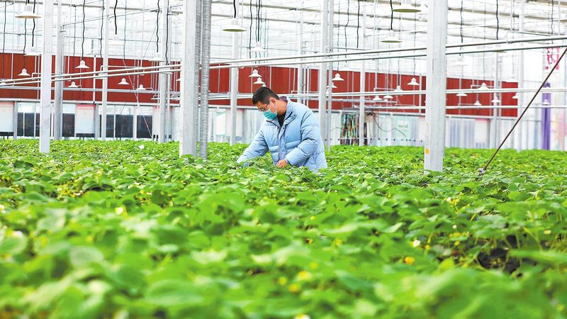 智能温室大棚：现代农业的“温床